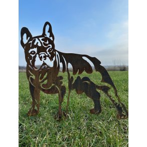 Fransk Bulldog, 