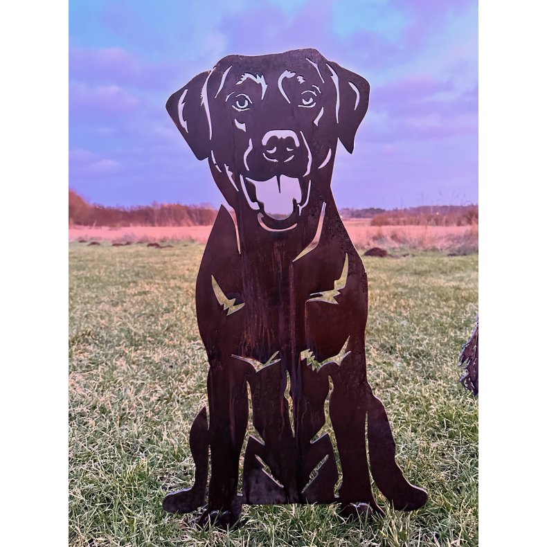 Labrador "Zeus"