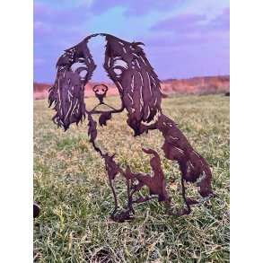 Cavalier King Charles spaniel, 