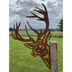 Peek a boo kronhjort