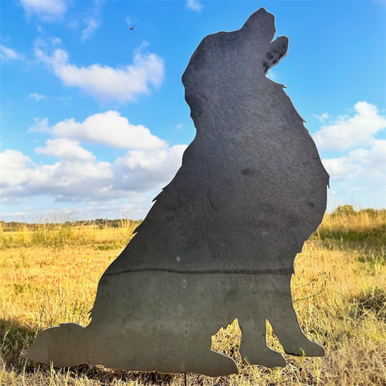 Golden retriever "Molly"